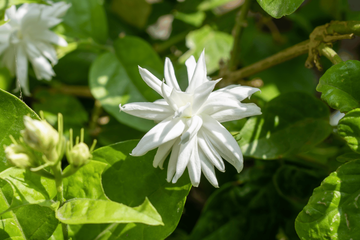 Jasminum sambac (Arabian jasmine, sambac).png
